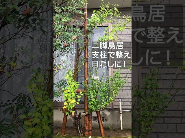 【街路樹でよく見るアレ】二脚鳥居支柱　#shorts