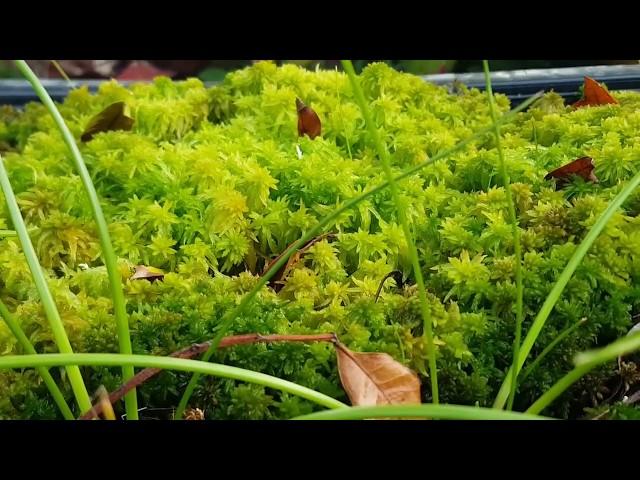 Gardening with Gabriel - Sphagnum Moss care