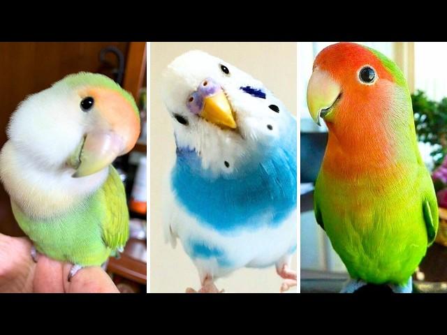 FUNNY AND CUTE PARROTS - TRY NOT TO LAUGH!!