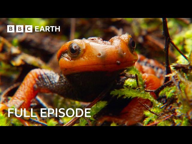 Exploring The Beauty of Shangri-La | Wild China | BBC Earth