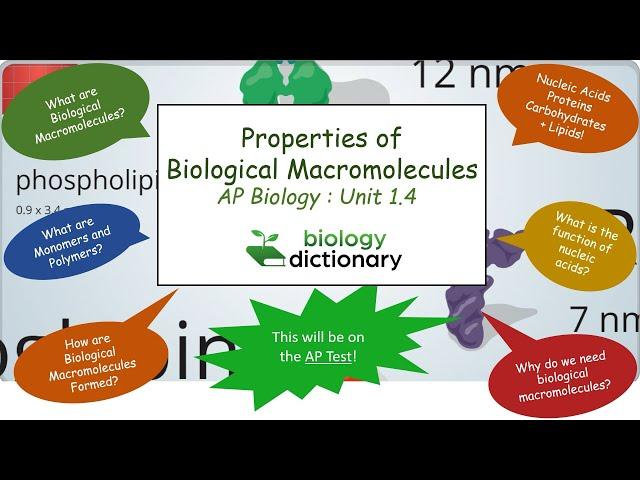 Properties of Biological Macromolecules | AP Biology 1.4