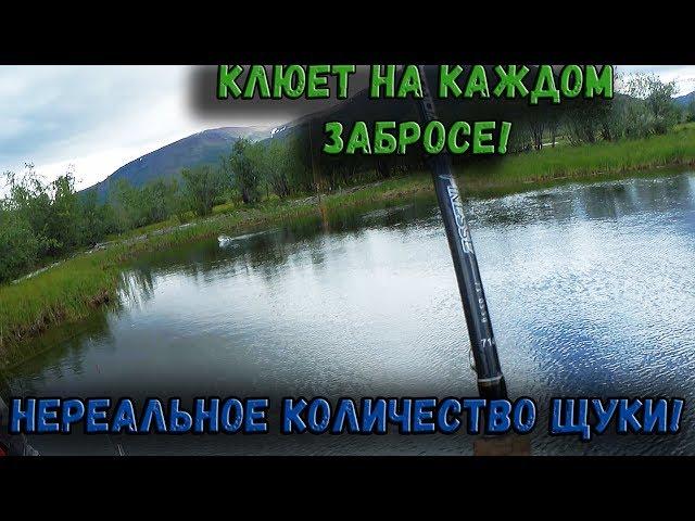 НЕРЕАЛЬНОЕ КОЛИЧЕСТВО ЩУКИ В МАЛЕНЬКОМ И МЕЛКОМ ЗАЛИВЕ! РЫБАЛКА МЕЧТЫ! КРУПНАЯ ЩУКА НА КАЖДЫЙ ЗАБРОС