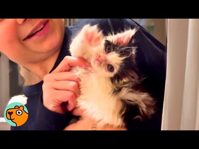 Tiny Kitten Was Sick & Abandoned, Now She’s The Princess | Cuddle Buddies