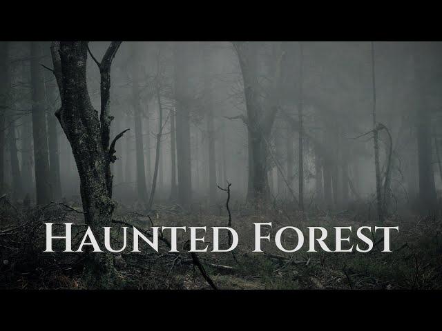 Haunted Forest - Ambience (no music) - sounds of a misty creepy forest