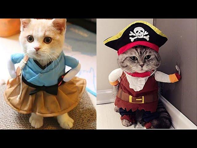  The FUNNIEST Cat Videos That Will Make Your Day 