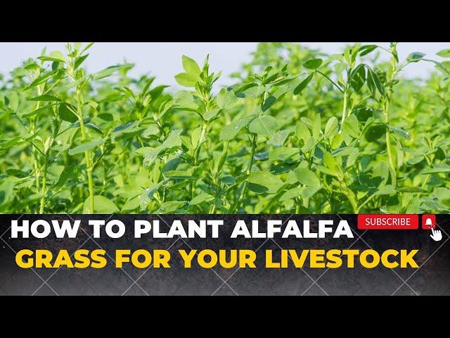 How To Grow Alfalfa Grass For Rabbits Cows sheep and Goats | Growing Lucerne Grass