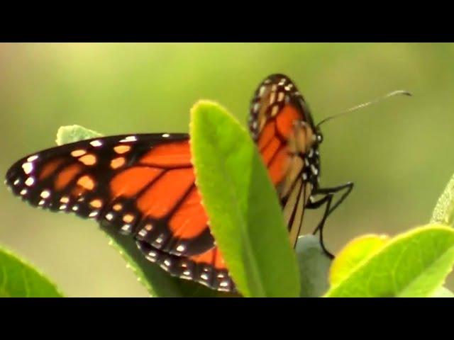 Monarch butterfly declared endangered species