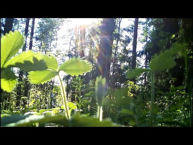 Звуки природы. Утро в лесу, пение птиц / Sounds of nature. Morning in the forest. Birdsong