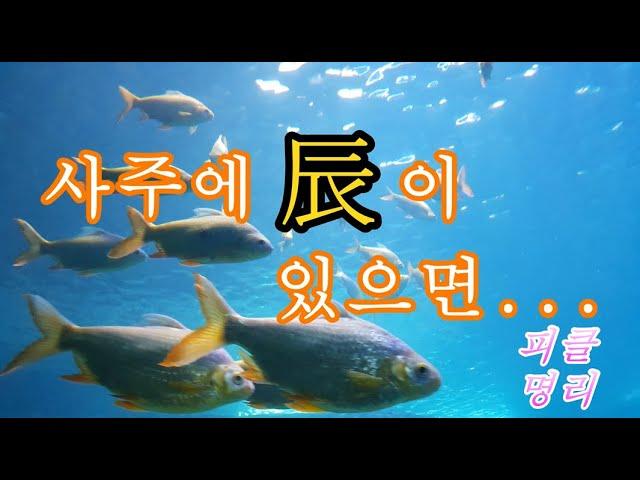 사주에 진(辰)이 있으면... 피클의 행복한 명리