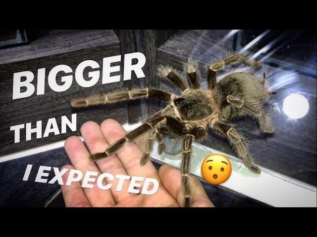 I underestimated my 2nd LARGEST TARANTULA’s size ~ Yep, she’s BIG !!!