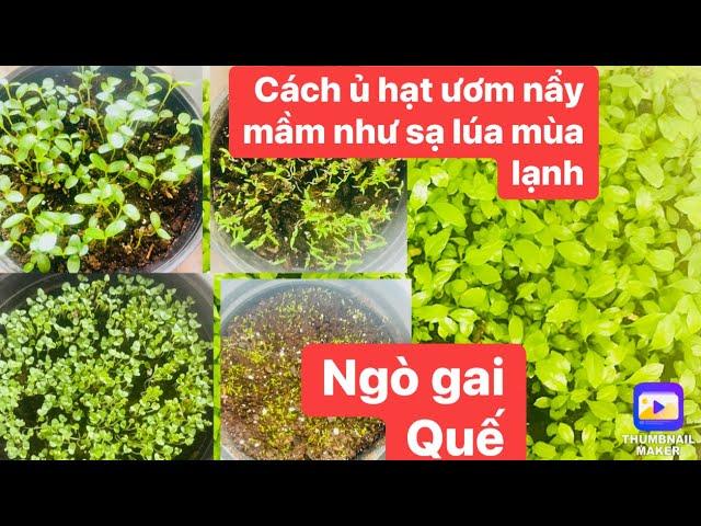 Cách Chia sẽ ủ các loại hạt vỏ dày cứng mau nầy mầm trong mùa lạnh, sâm lông,đậu rồng.rau nhút,