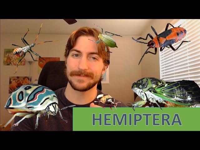 Hemiptera: The True Bugs - Order Spotlight