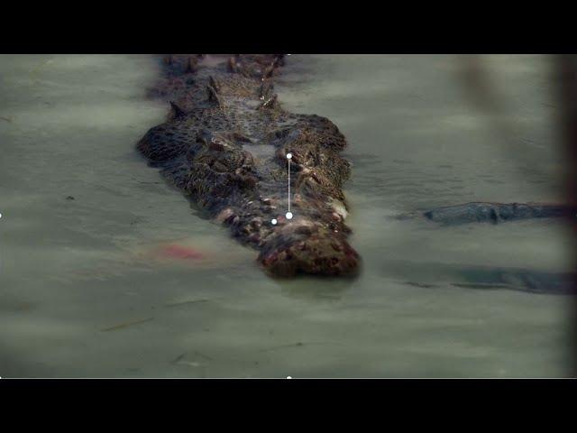 This Crocodile SHOWED OFF Brett Mann To His Friends Before Eating Him