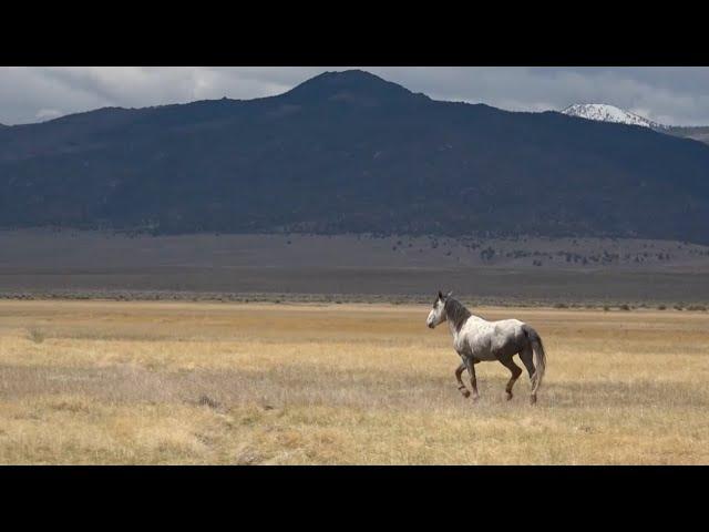 The Wild Mustangs of the Eastern Sierra