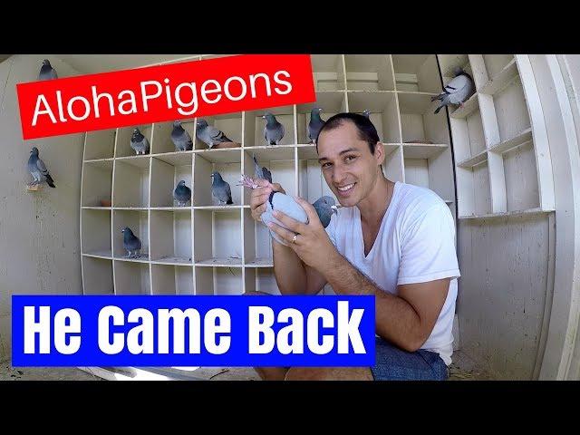 Homing Racing Pigeon Missing