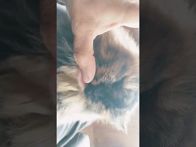 # demonscat#