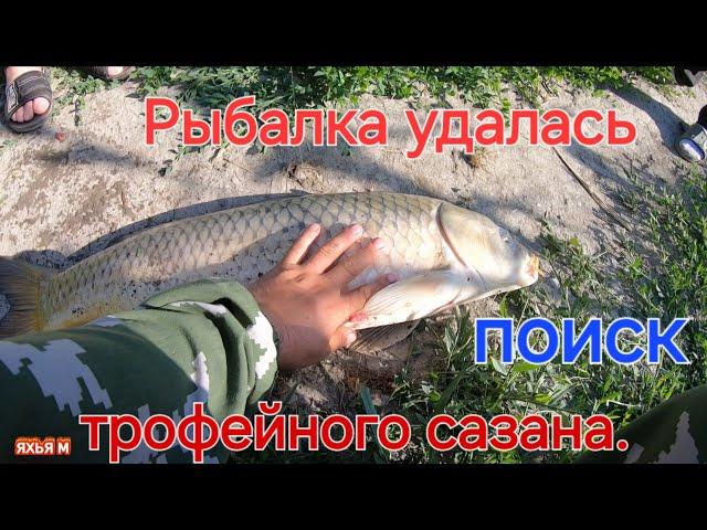 Рыбалка удалась поиск трофейного сазана.