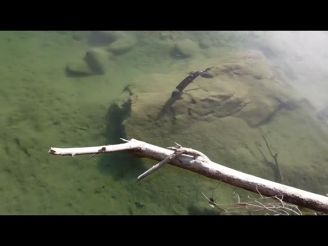 Salmon in The Coquihalla River