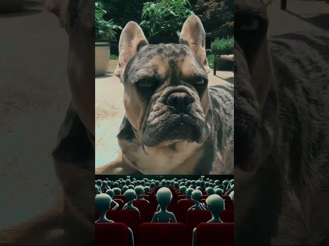 Paws and Punchlines: Hilarious French Bully Takes the Stage! #funnydogs #standupcomedy #best #pets