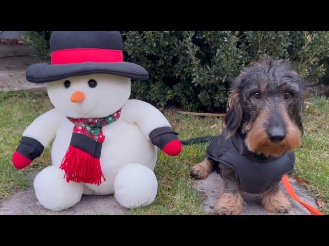 Dachshund Teddy's New Assistant 