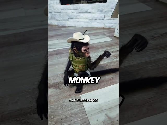 Top 3 Monkey Breeds to Have as Pets! 