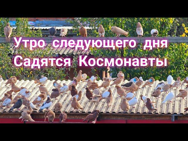 Голуби нашли  свой дом на следующий день