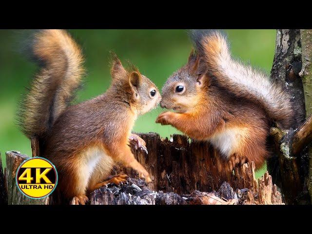 Best for Dogs: 10 hours of Red Squirrel Spectacular