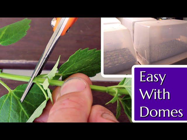 Easy Plant Propagation Under Humidity Domes: Perennials & Roses