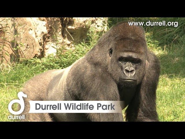 Sneak peek of Durrell Wildlife Park, Jersey