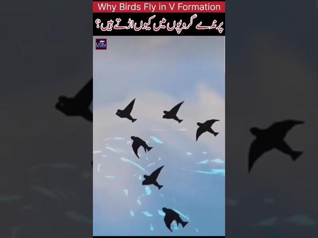 Why Birds Fly in a V Formation.?️ .| पक्षी V संरचना में क्यों उड़ते हैं? | #shortvideo #shorts