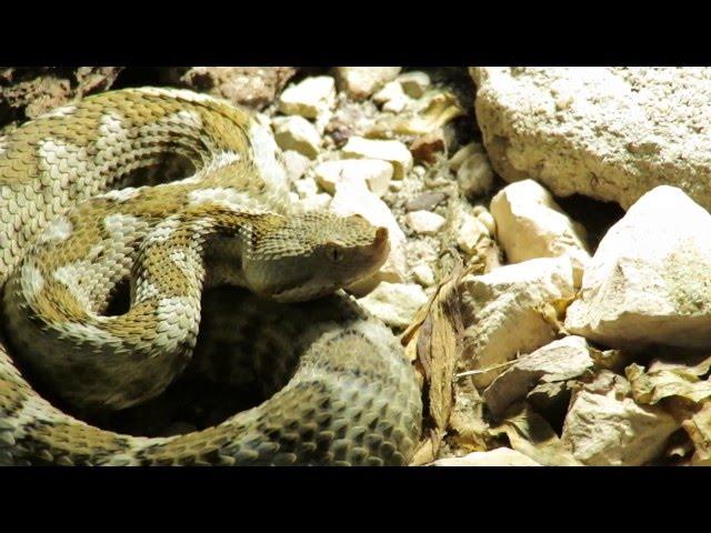 Vipera ammodytes meridionalis, Weibchen
