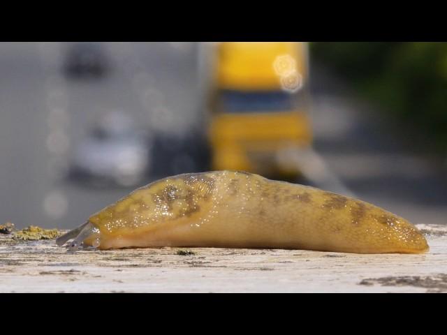 Yellow slug (Limax maximus) moving across bridge over road with traffic in the background, UK