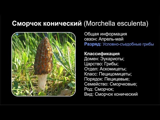 Сморчок конический (Morchella esculenta)