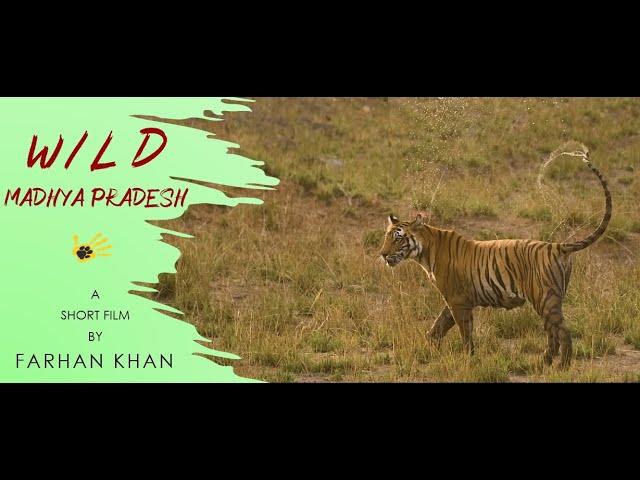 Wild Madhya Pradesh | Tigers of Madhya Pradesh