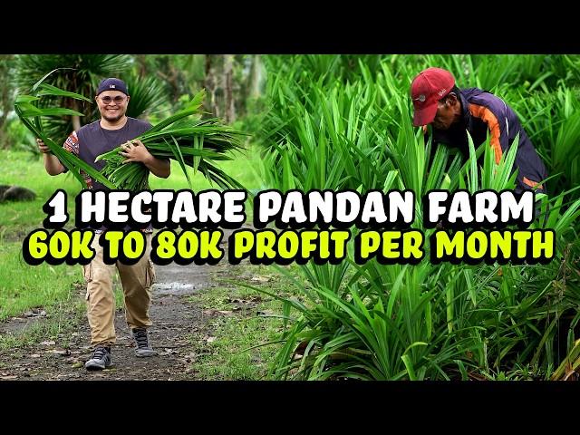 1 Hectare Pandan Farm - 60k to 80k per Month