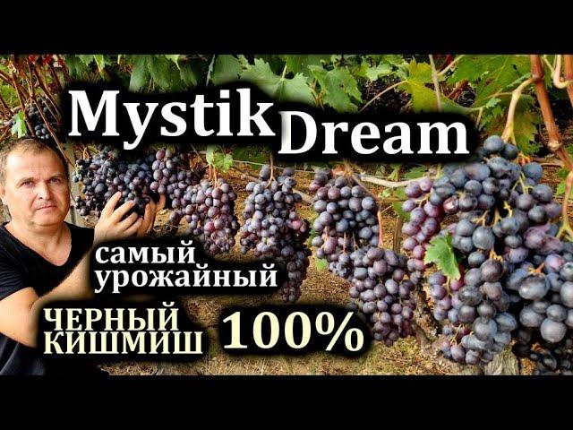 Кишмиш MYSTIK DREAM seedless СУПЕР НОВИНКА В УКРАИНЕ 2024! Мистик Дрим виноград