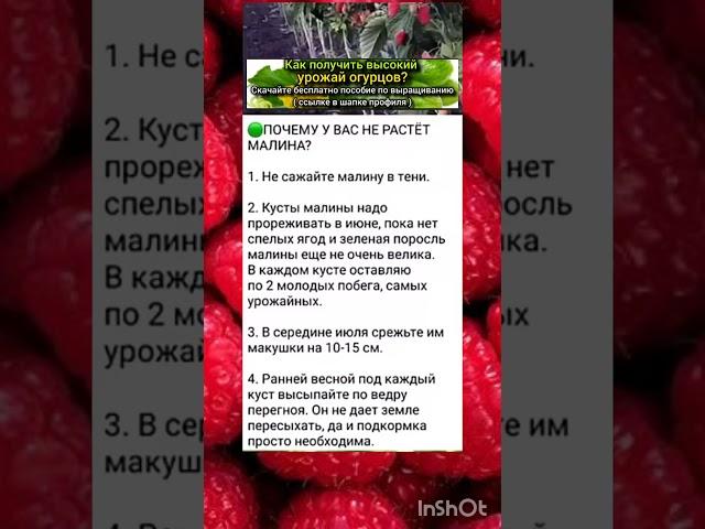 секреты богатого урожая малины.