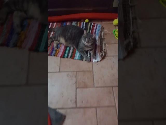  funny cat videos Gigia #cat
