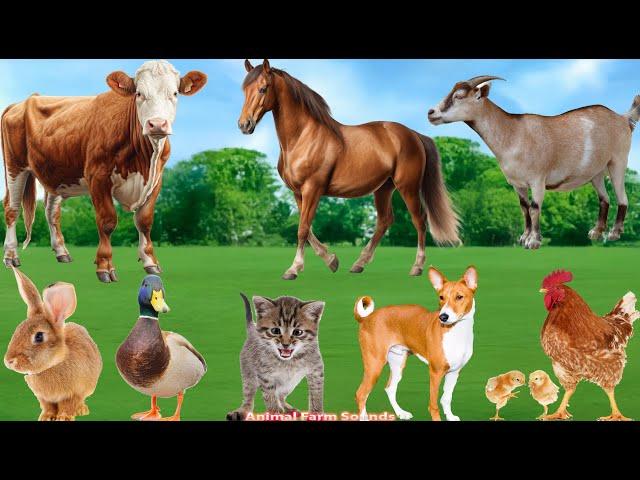 Most Familiar Animals: Rabbit, Cow, Cat, Duck, Dog, Chicken - Animal Videos