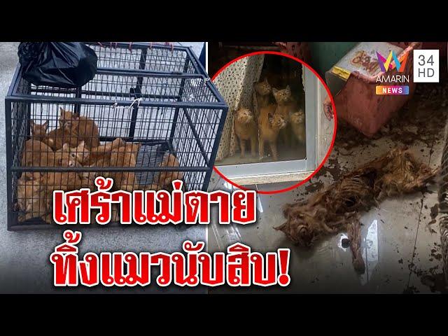 สลดแมวส้มนับสิบถูกทิ้ง อดตายคาบ้าน เจ้าของอ้างแม่ตายเสียใจไม่ว่างดูแล|ทุบโต๊ะข่าว|22/03/65