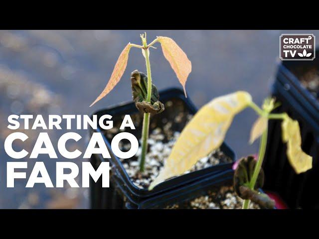 Starting a Cacao Farm - Ep.48 - Craft Chocolate TV