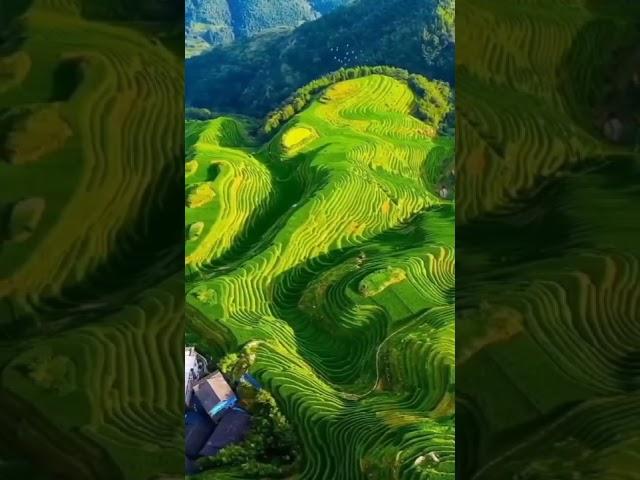 梯田美景