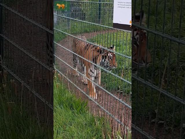 #Zoo series 4 #Tiger #reading #uk #mystories #ytshorts #shorts