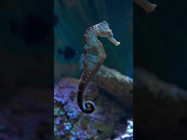 SEAHORSE - what a wonderful underwater creature #aquarium #relaxing #sea