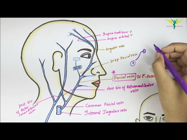 Facial vein | Venous Drainage of Face | Anatomy of Head and Neck | Easy