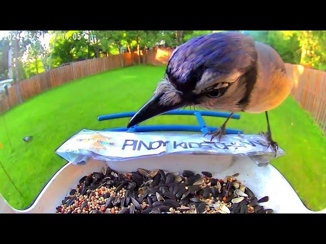 Wild Birds Eating Seeds in Backyard - Backyard Animals for Kids