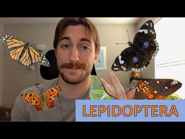 Lepidoptera: The Butterflies and Moths - Order Spotlight