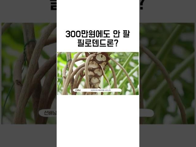 필로덴드론 셀렘이 300만원? 2m 70cm 대품 필로덴드론