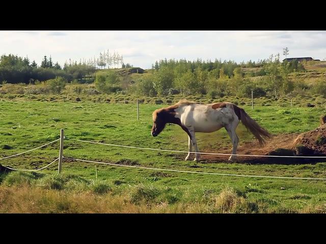 [PointFOOTAGE] Animals - Horse brown gray rolling down in farm - FS - 1050