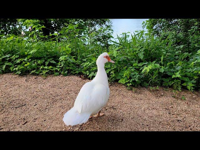 Lex Fridman interviews a goose